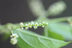 Sageretia filiformis